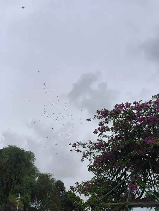 Birds above the trees and flowers, photographed during a run